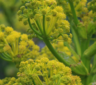 asafoetida-plant