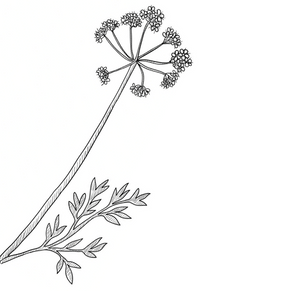 asafoetida-plant